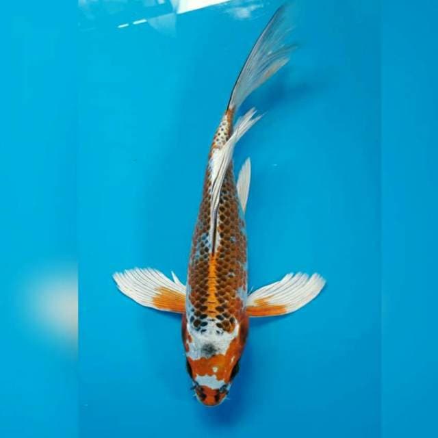KUMPAI KUJAKU MUTOAKA