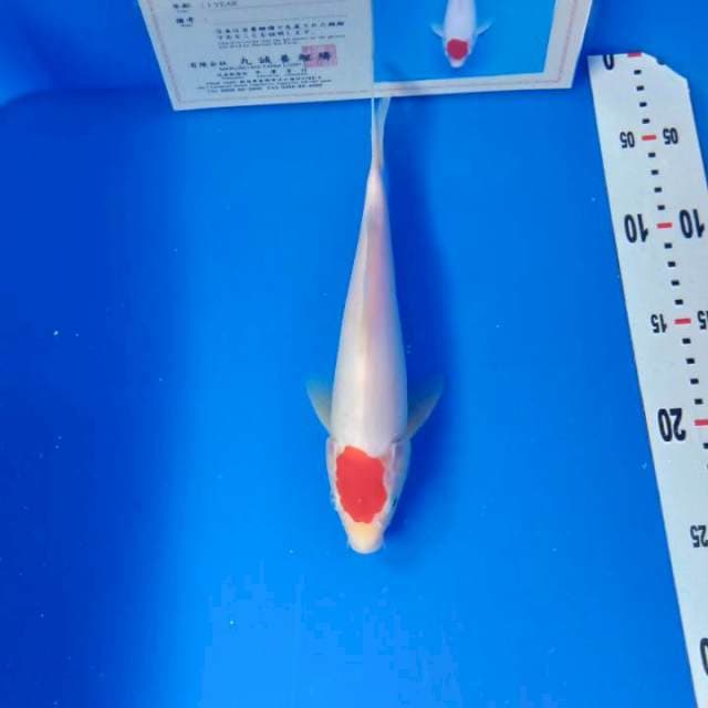 Tancho kohaku import serty marusei