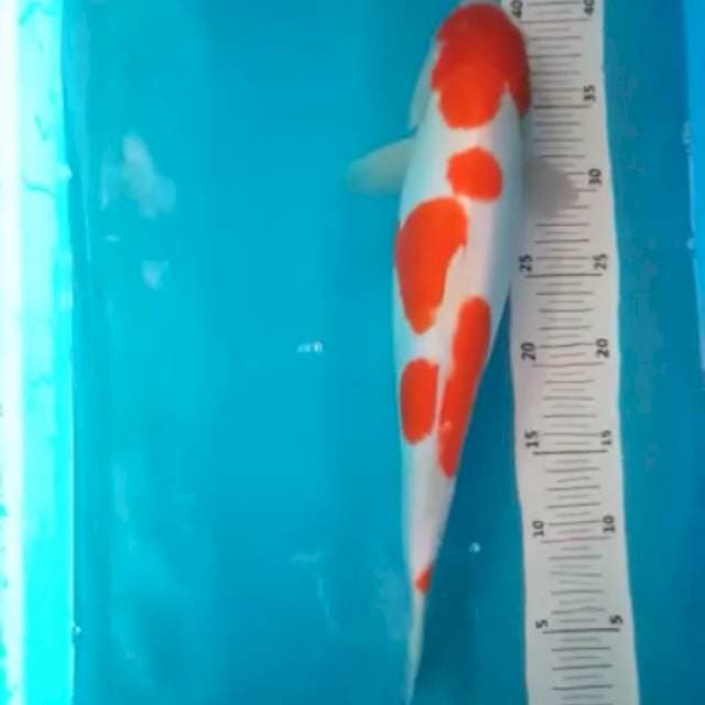Kohaku 35bu