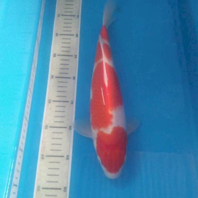 Kohaku 35 cm Jantan