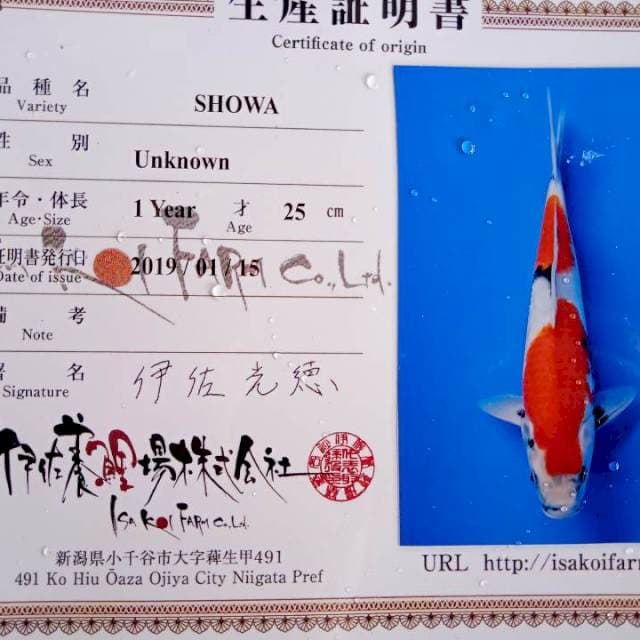 Showa import isa farm