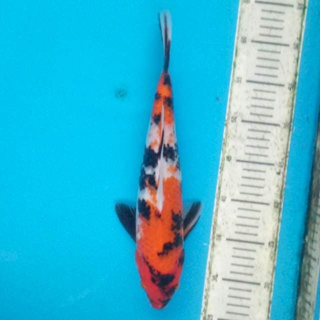 Original showa 35cm
