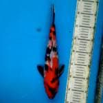 Original showa 35cm