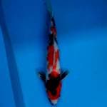 Original shiwa 36cm