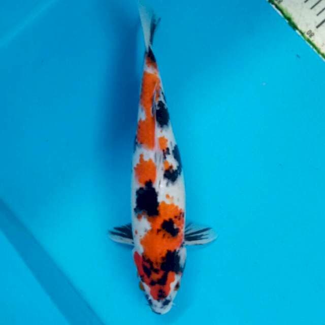 Original showa 33cm