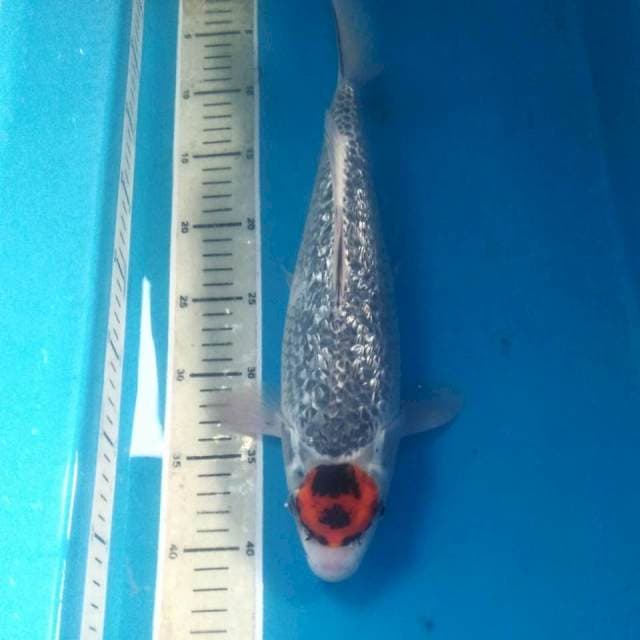 Tancho Goshiki Ginrin 36 cm