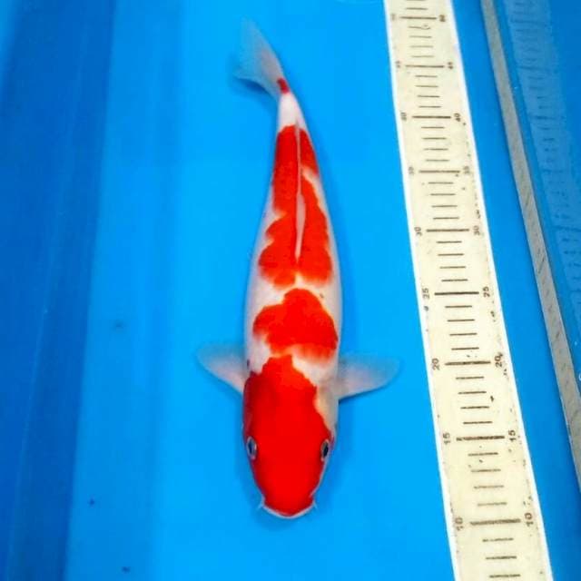 Kohaku