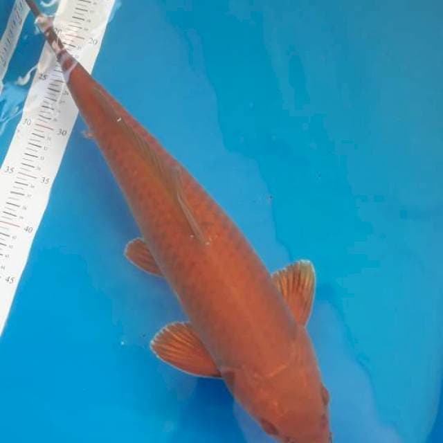 Tembaga 50 cm male bulky