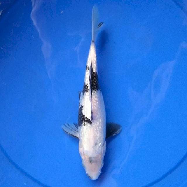 ShiGin Ready Show Garum
