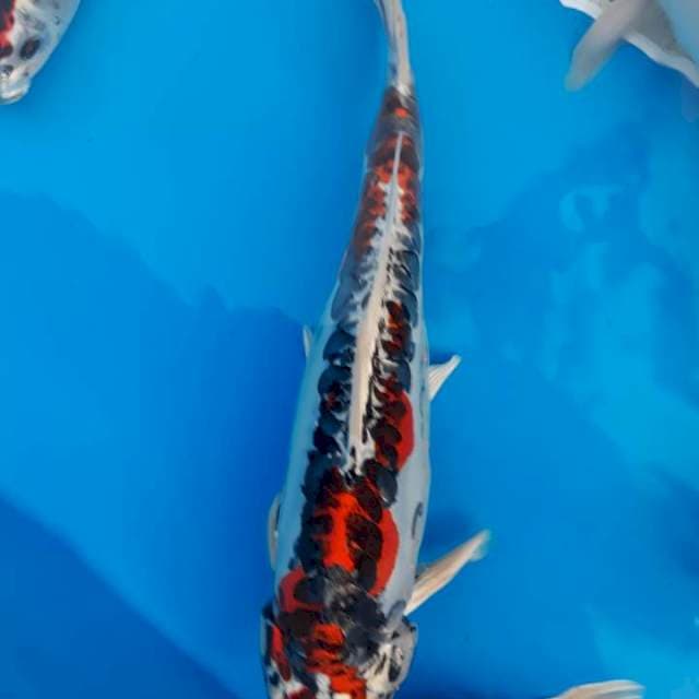 Antik 45cm