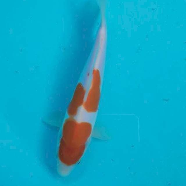 Kohaku ukir 20 cm