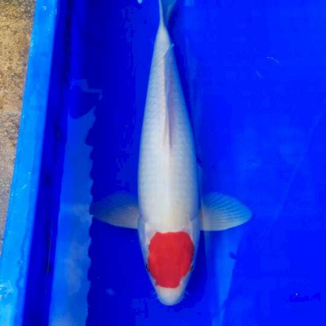 Tancho Kohaku