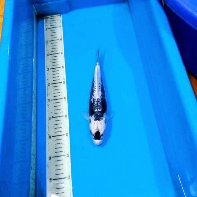 30bu kabuto unik