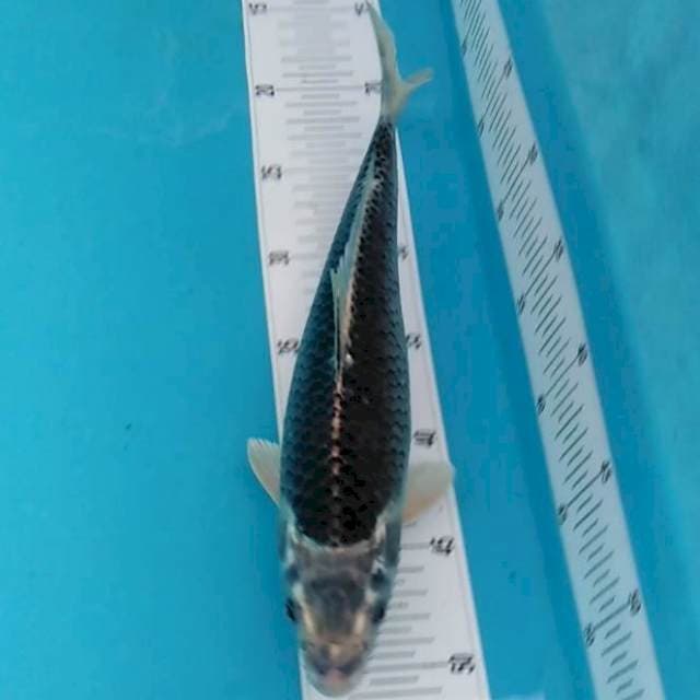 Black kawarimono 