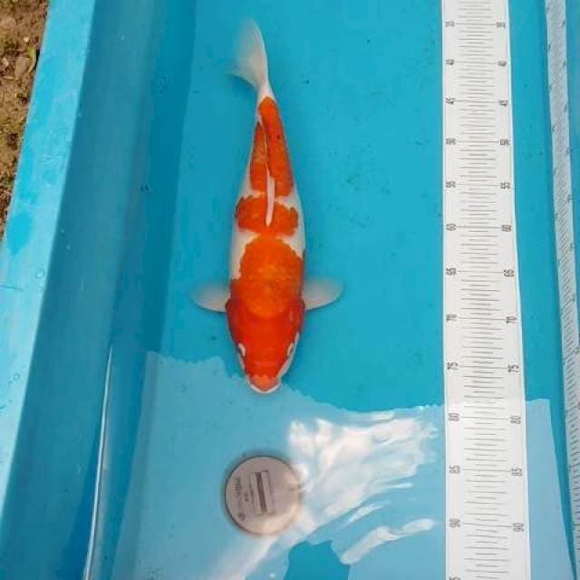 JUMBO KOHAKU ORIGINAL