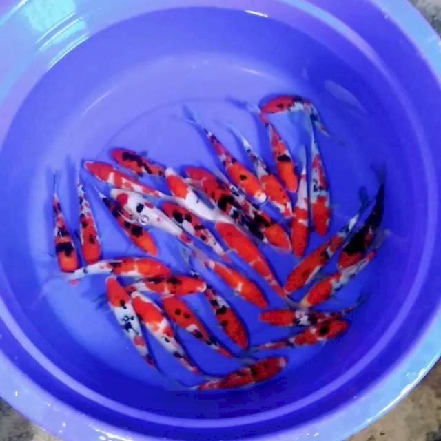Mix kohaku sanke original 30 ekor