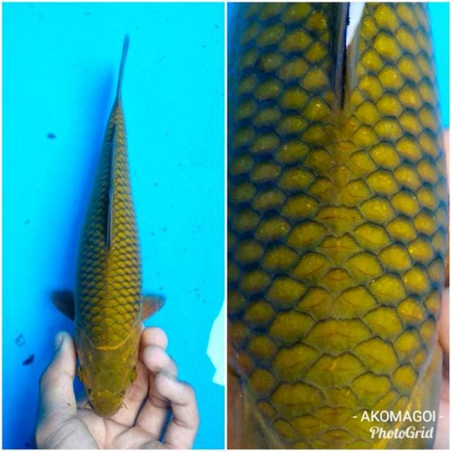 Cagoi fukurin tebal