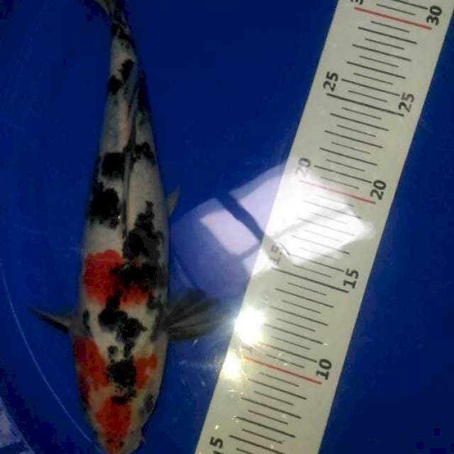 Showa male 28 cm ori