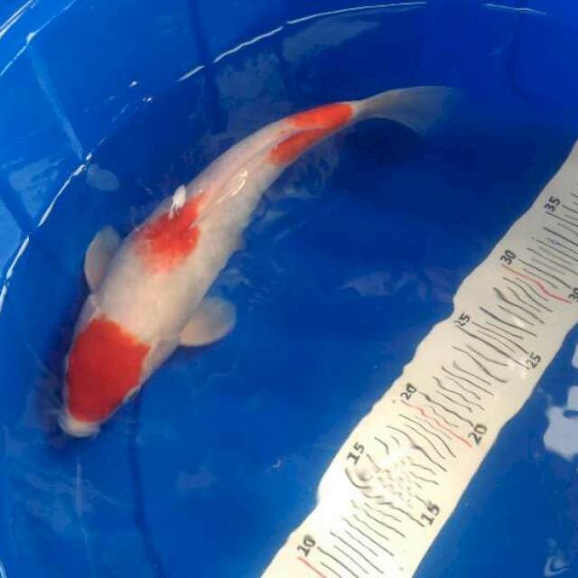 Kohaku 3 step 30 cm original