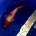 Kohaku 3 step 30 cm original