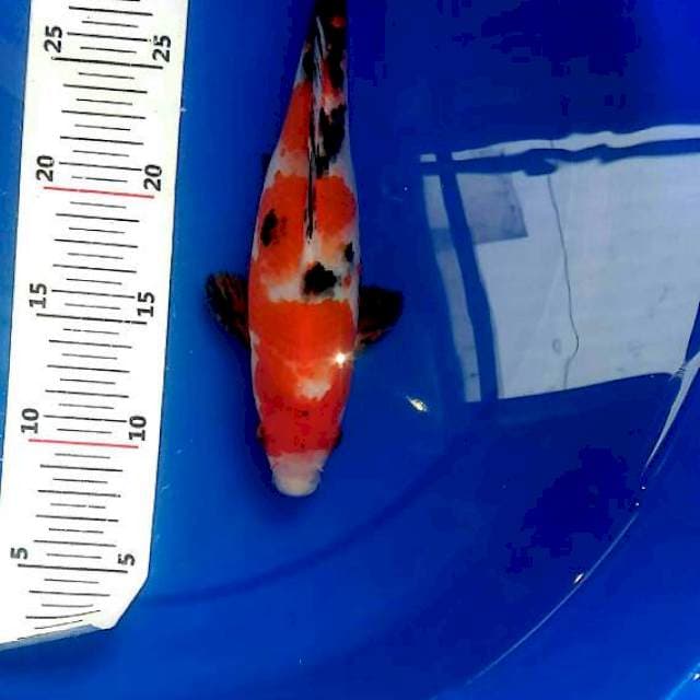 Sanke 24 cm original