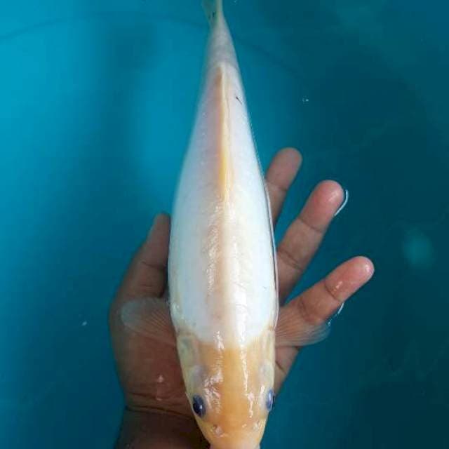 shiromuji doit 37 cm