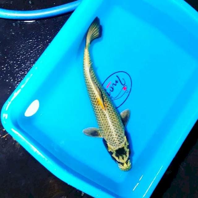 Ki madtsuba 34cm