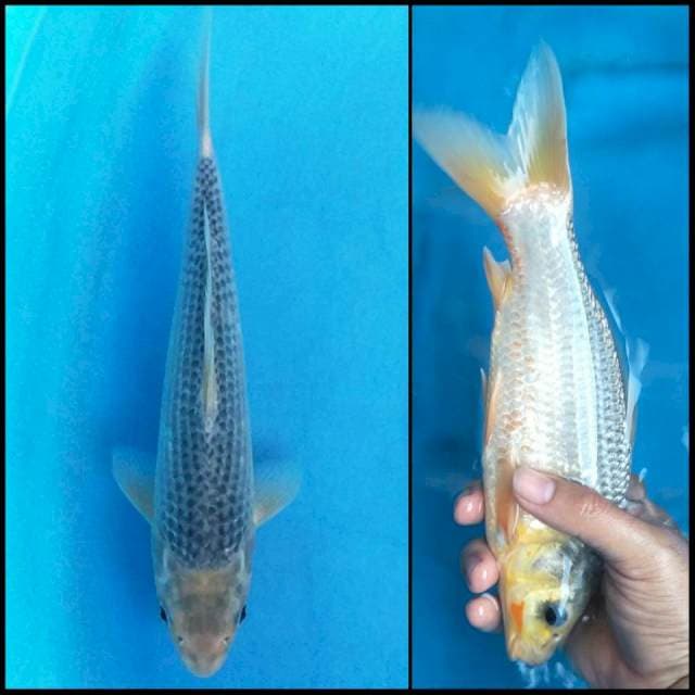 Blue Asagi F1 - Damiri Koi