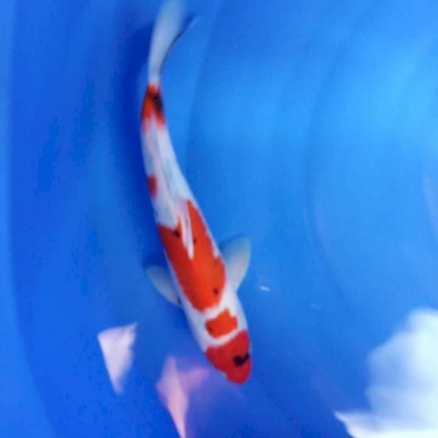 Male MARUTEN