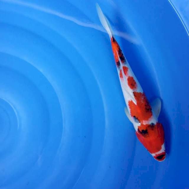 KUCHIBENI sanshoku