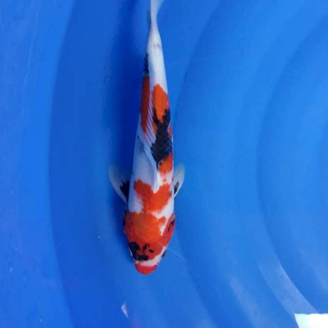 KUCHIBENI sanshoku