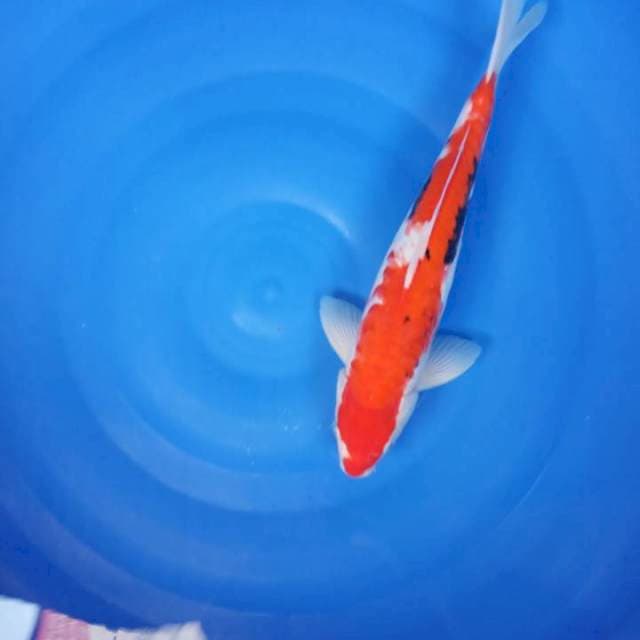 Jantan 35 cm beni