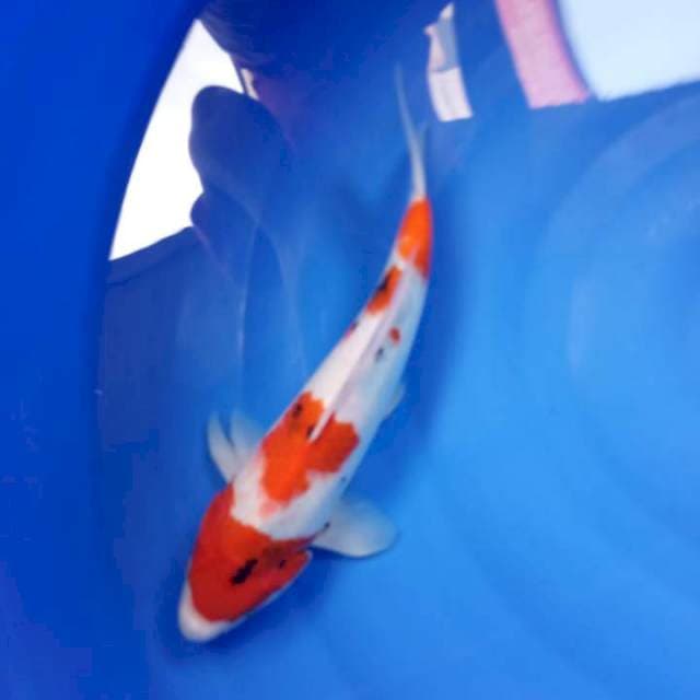Showa 35 cm