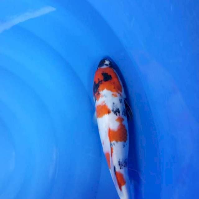 Showaaa 38 cm