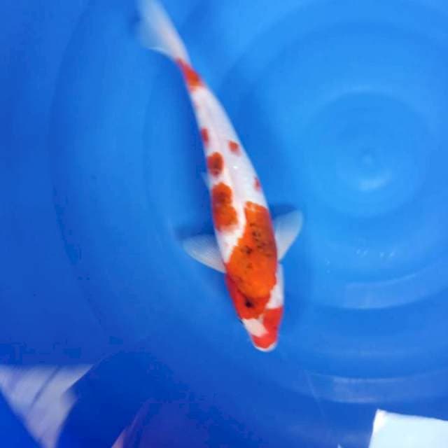 Goromo 35 cm