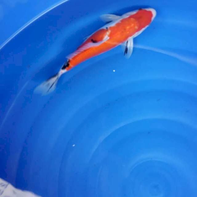 Showa 33 cm