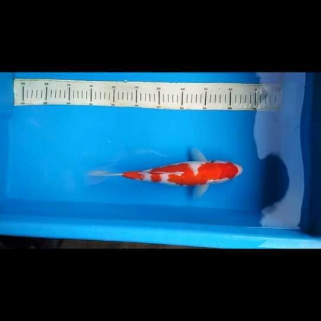 F1 Sanke tategoi bagus 28cm
