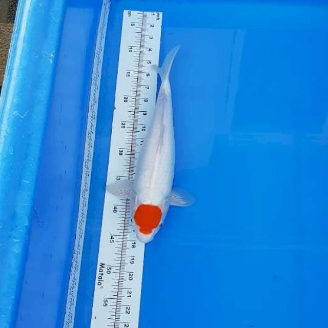 TANCO KOHAKU 35CM