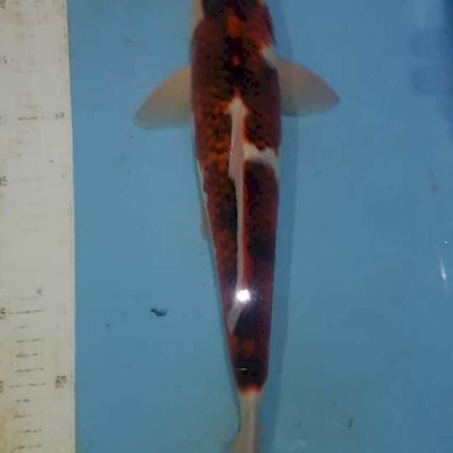 Goromo 45