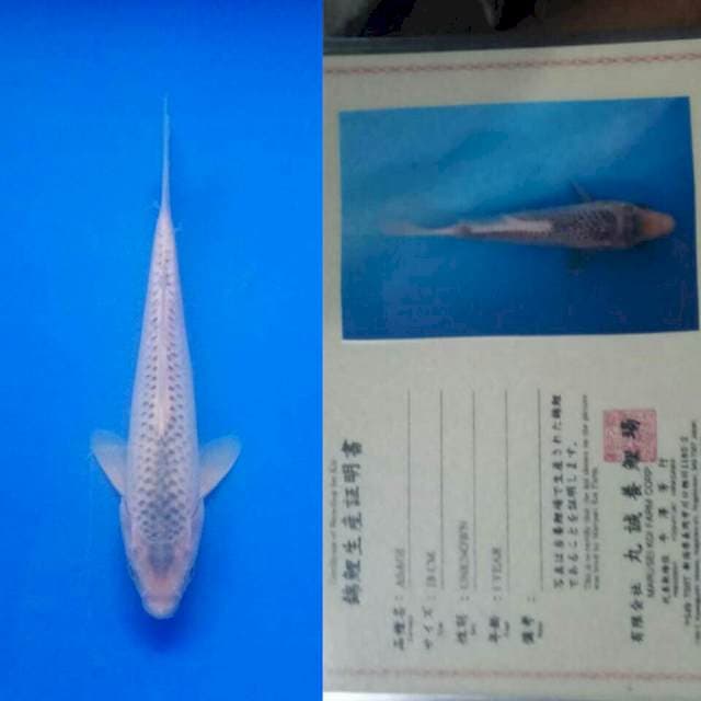 Asagi import marusei
