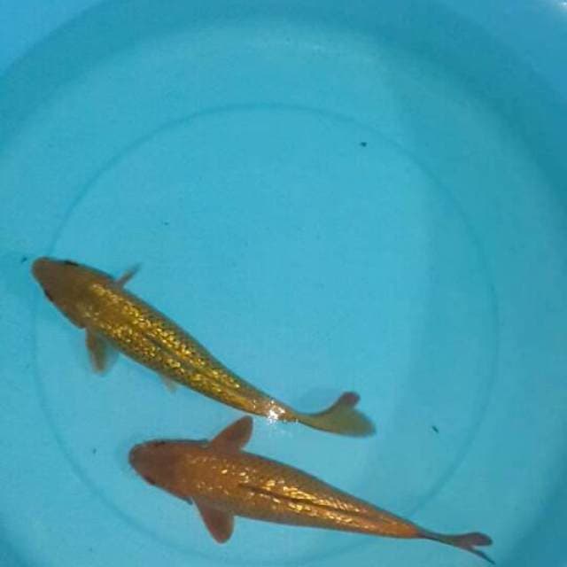 2 tembaga ginrin 32 cm