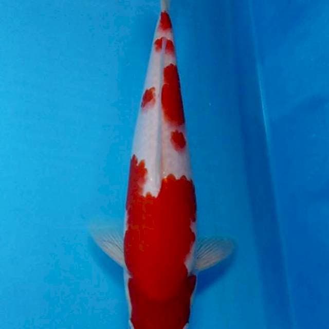 Kohaku