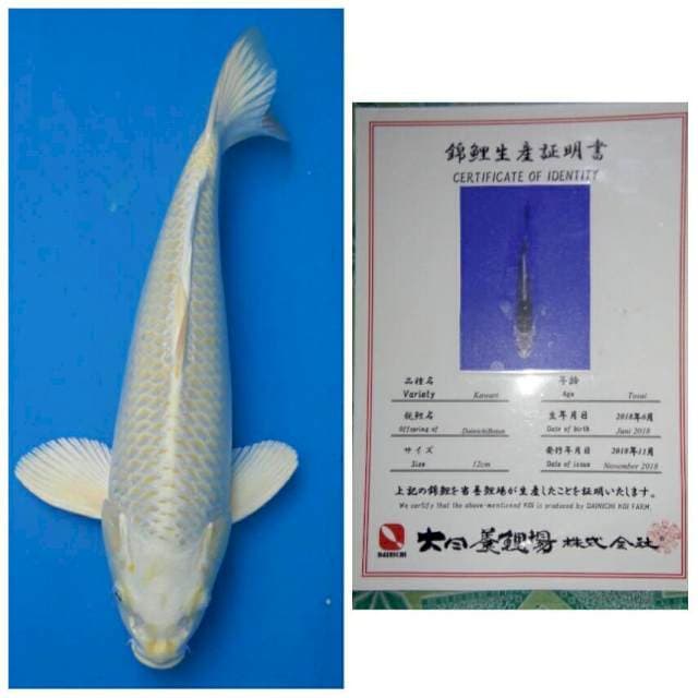 Dainichi Botan...