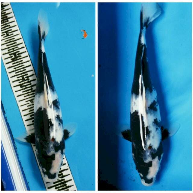 Shiro black jantan 33cm