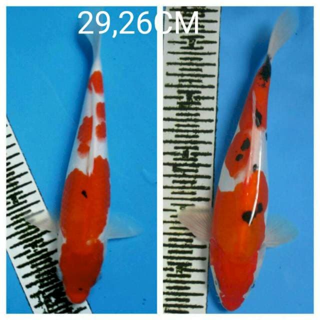 Duo sanke 26-29cm
