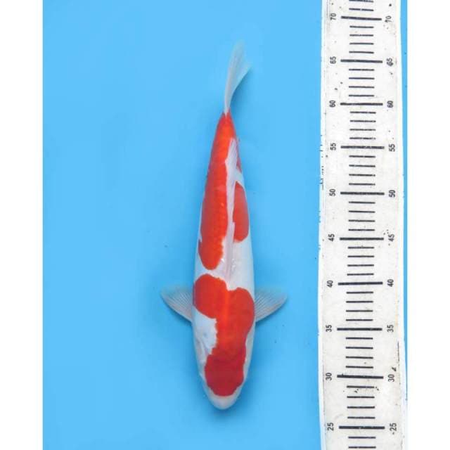Nidan kohaku Original ,  37cm - Male 
