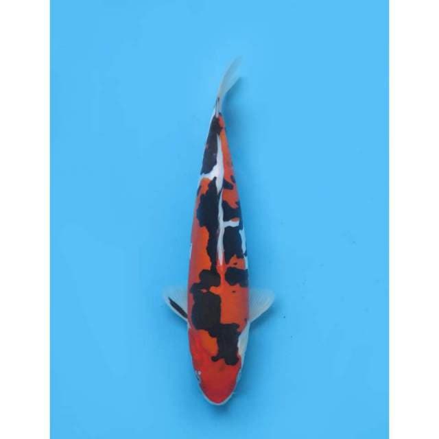 Sanken Doitsu HQ , 30cm - Male