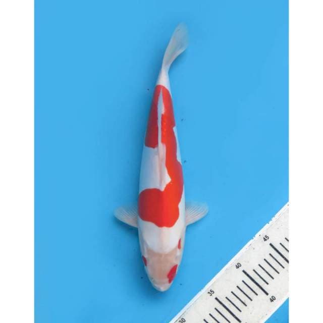 Dragon Nagoya Kohaku , 33cm - Female