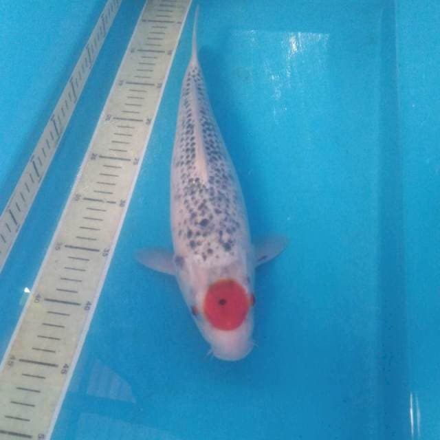 Tancho Goshiki 36 cm