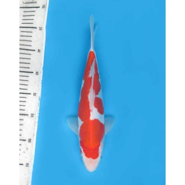 Kimono kohaku , 30cm - Female